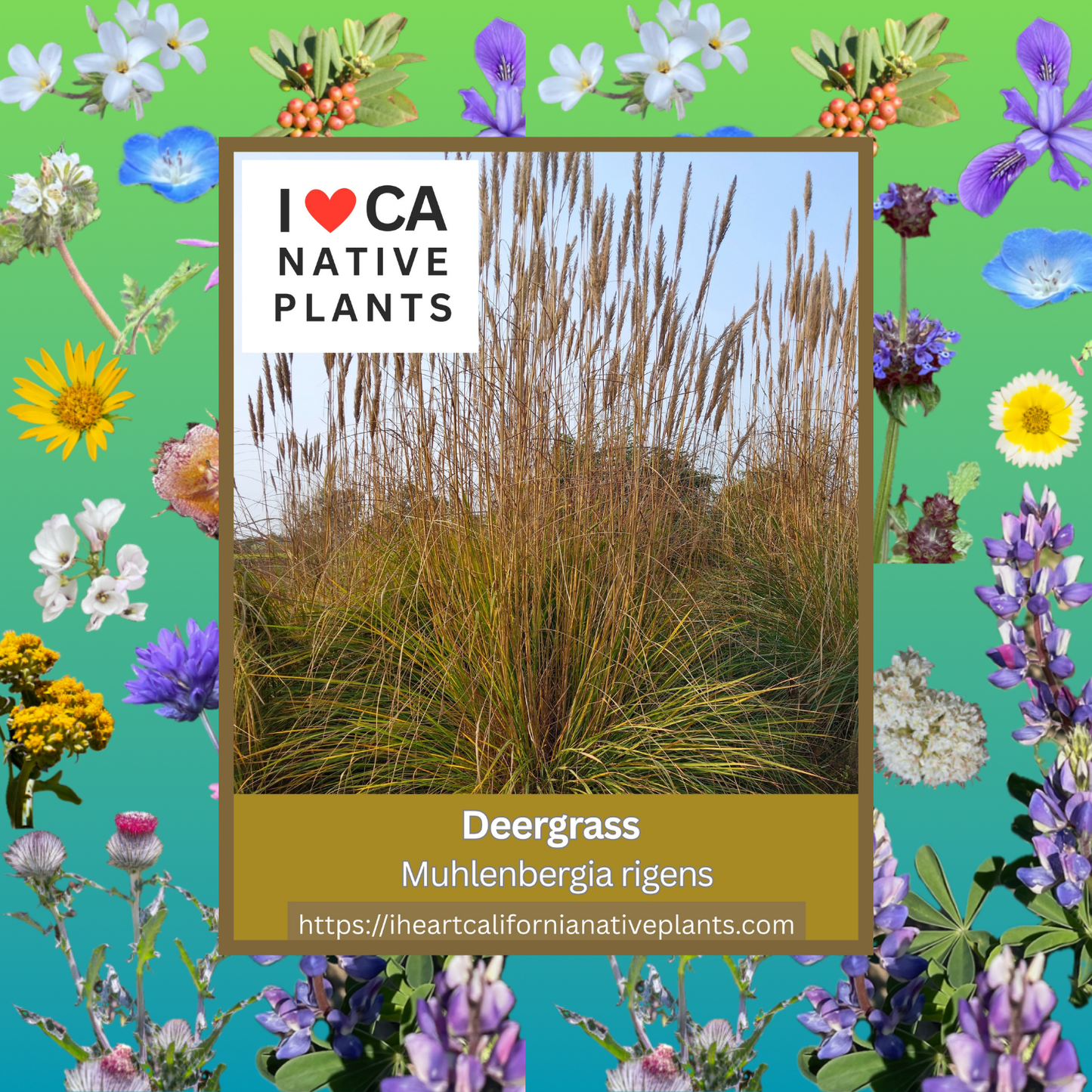 Muhlenbergia rigens - Deer Grass