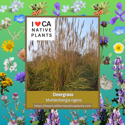 Muhlenbergia rigens - Deer Grass