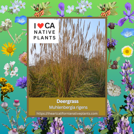 Muhlenbergia rigens - Deer Grass