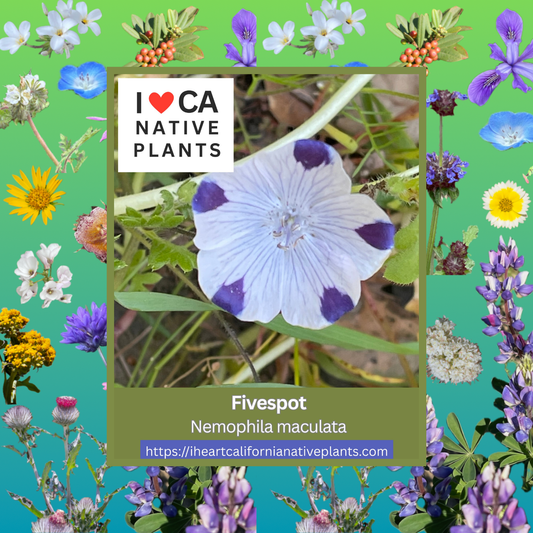 Nemophila maculata - Five Spot
