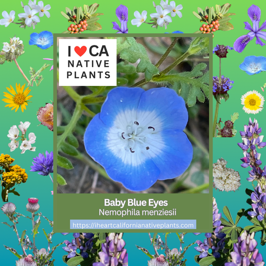 Nemophila menziesii - Baby Blue Eyes