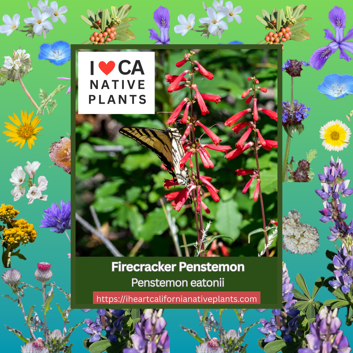 Penstemon eatonii - Firecracker Penstemon