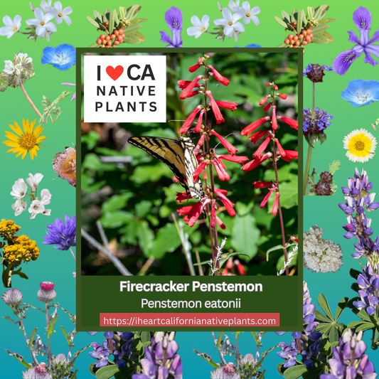 Penstemon eatonii - Firecracker Penstemon