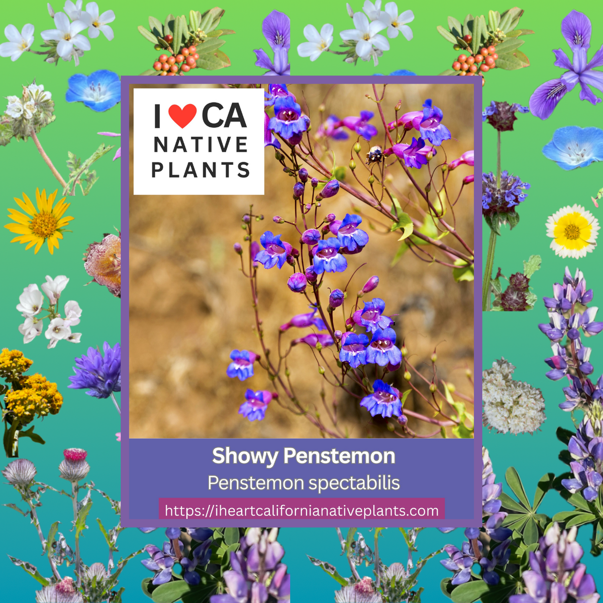 Penstemon spectabilis - Showy penstamon