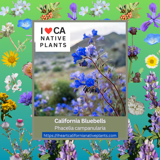 Phacelia campanularia - California Bluebells