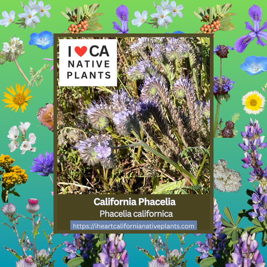 Phacelia californica - Coast Phacelia