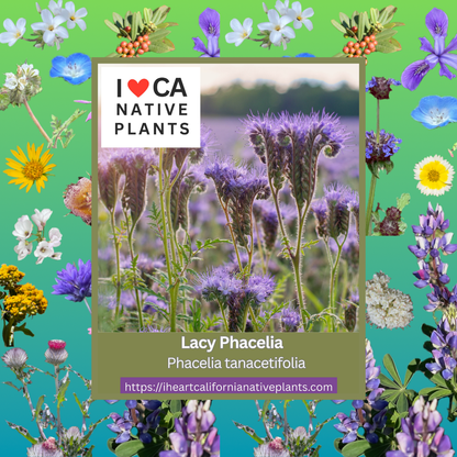 Phacelia tanacetifolia - Lacy phacelia