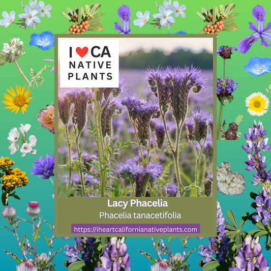 Phacelia tanacetifolia - Lacy phacelia