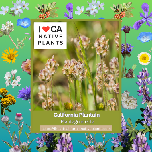 Plantago erecta - California Plantain