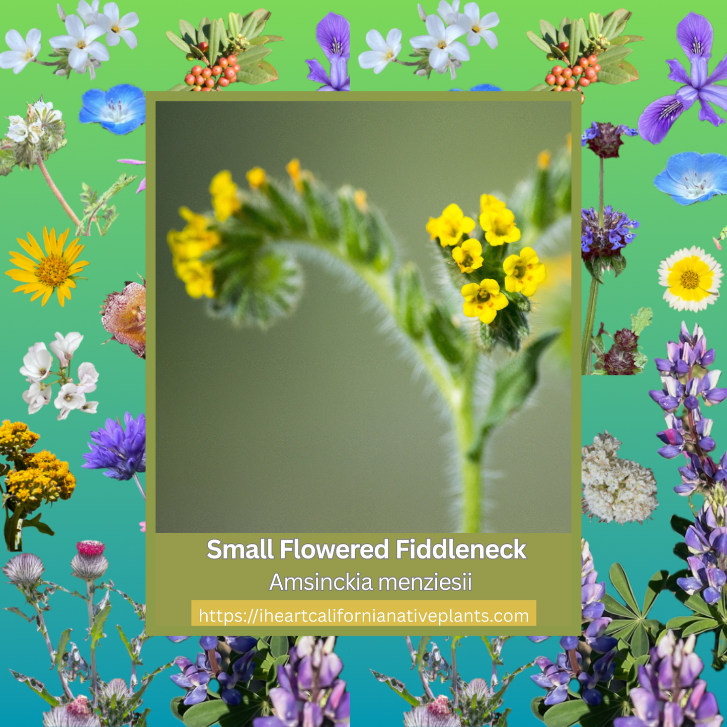 Amsinckia menziesii - Small-flowered Fiddleneck