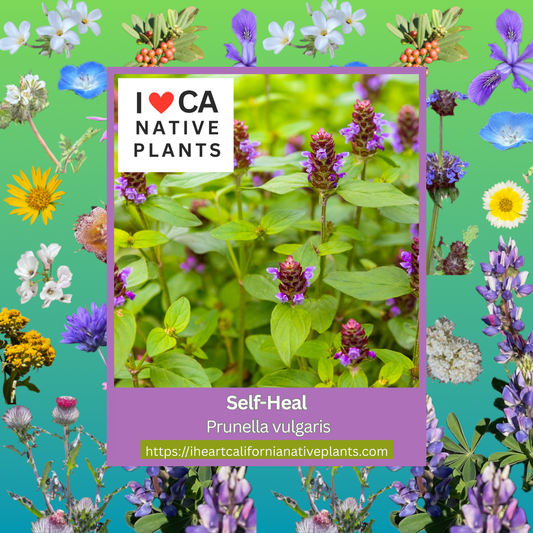 Prunella vulgaris - Self-Heal