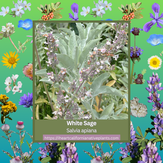 Salvia apiana - White Sage