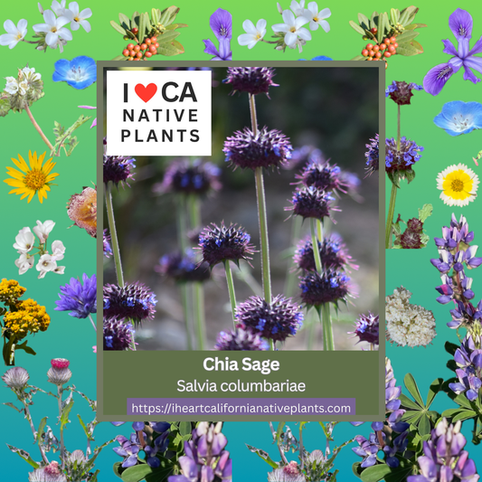 Salvia columbariae - Chia Sage