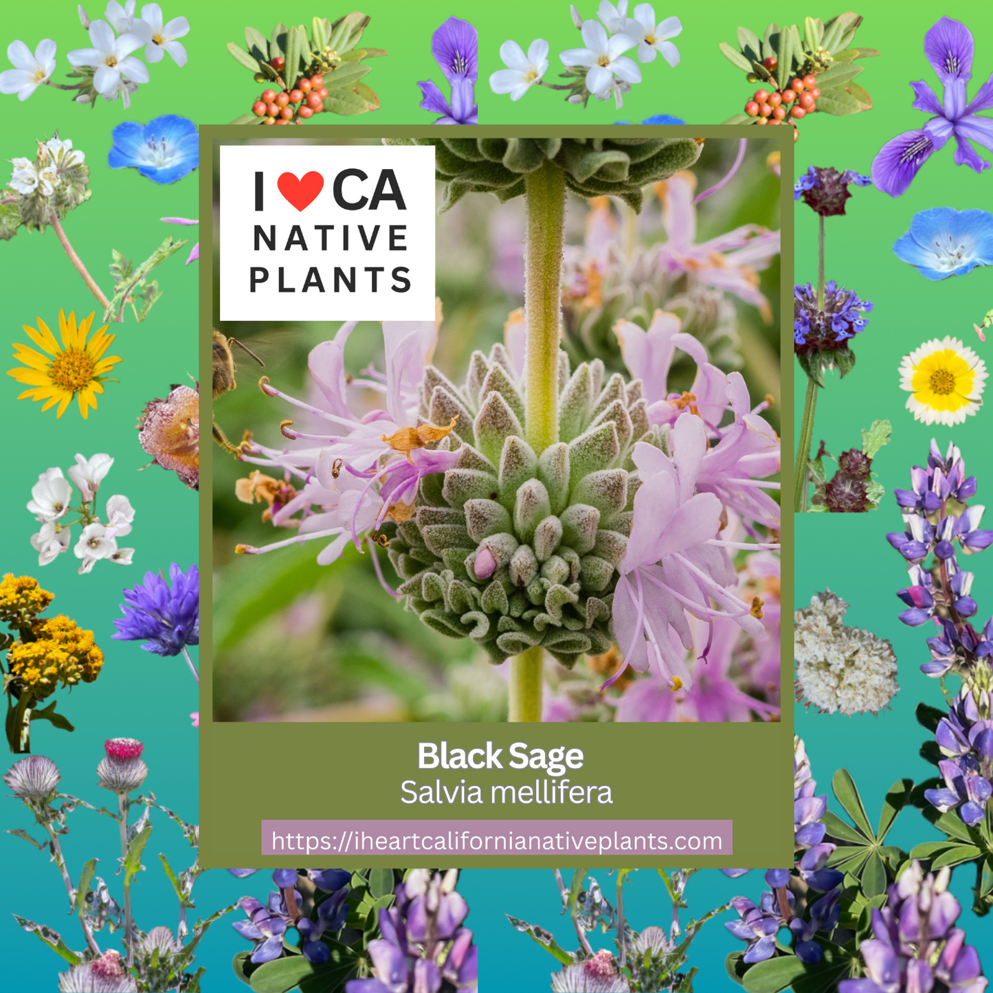 Salvia mellifera - Black Sage