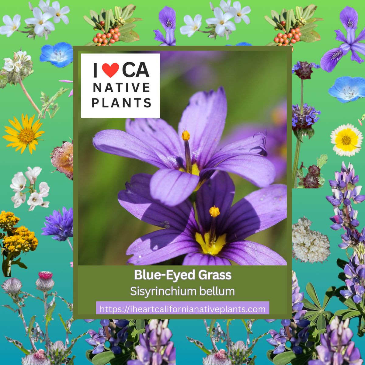 Sisyrinchium bellum - Blue-eyed Grass