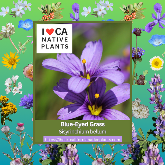 Sisyrinchium bellum - Blue-eyed Grass