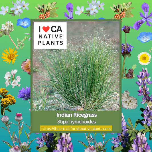 Stipa hymenoides - Indian Ricegrass