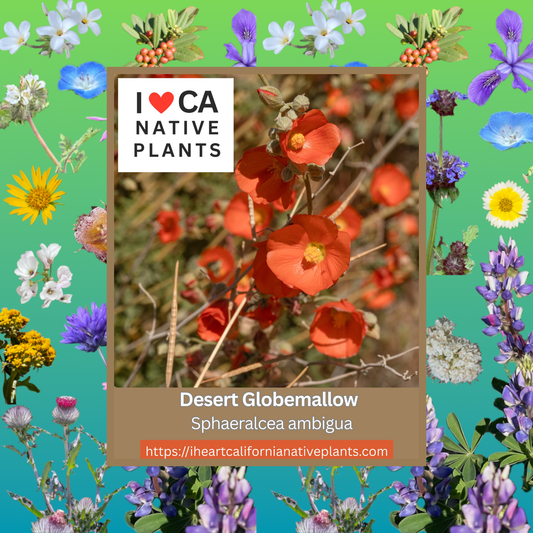 Sphaeralcea ambigua - Desert Globemallow