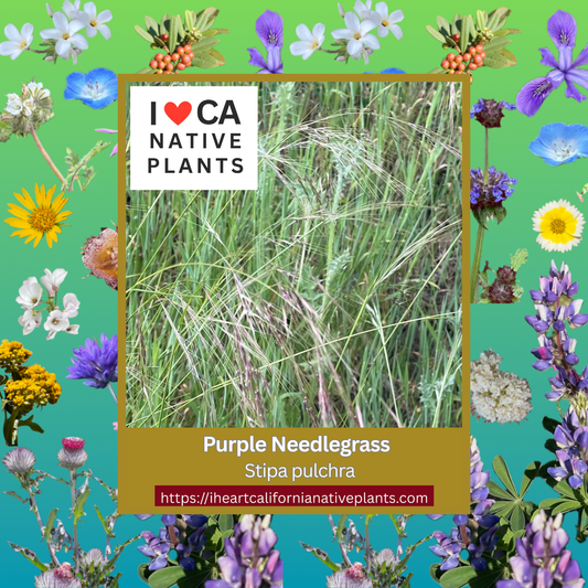 Stipa pulchra - Purple Needlegrass