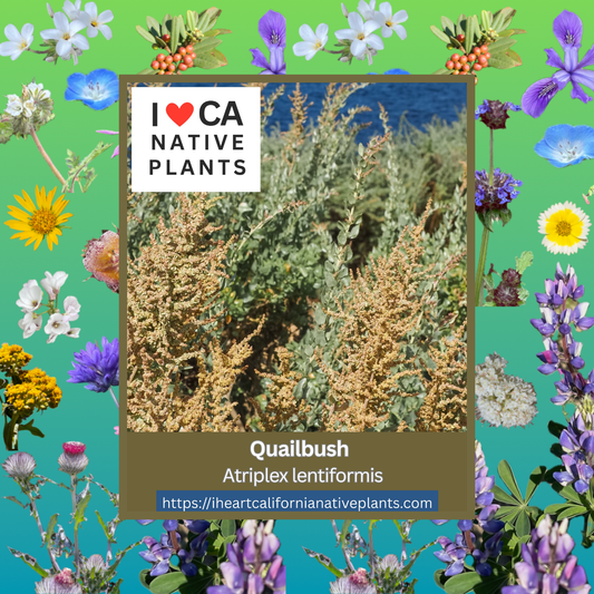 Atriplex lentiformis - Quailbush