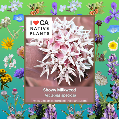 Asclepias speciosa - Showy Milkweed