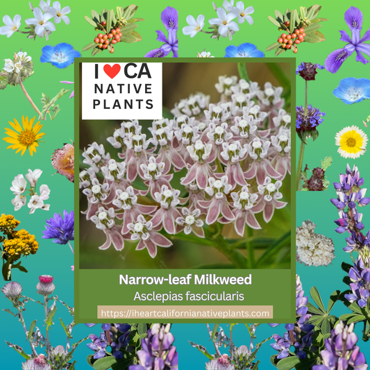 Asclepias fascicularis - Narrow-leaf milkweed