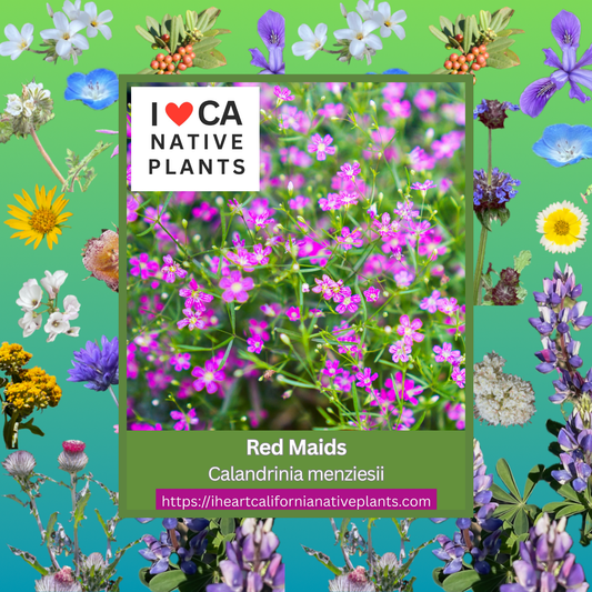 Calandrinia menziesii - Redmaids