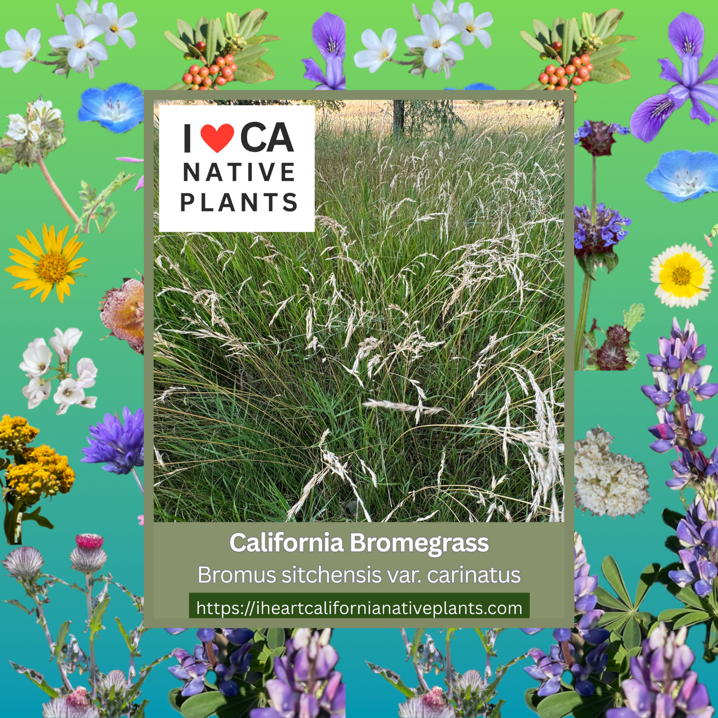 Bromus sitchensis var. carinatus