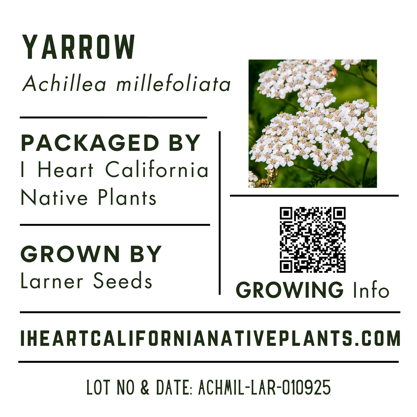 Yarrow (Achillea millefolium)