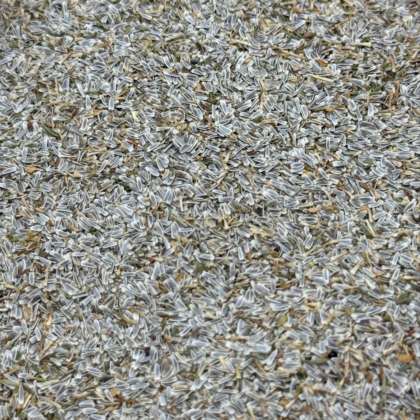 Achillea millefolium - Yarrow