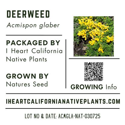 Deerweed (Acmispon glaber)