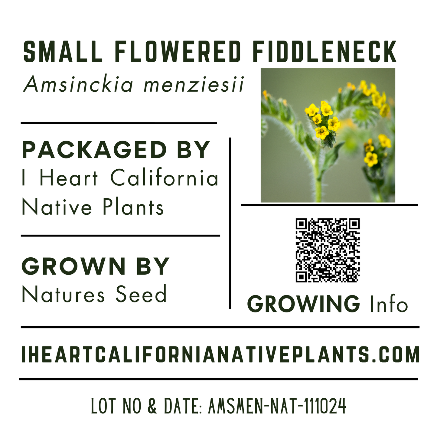 Small-flowered Fiddleneck (Amsinckia menziesii)