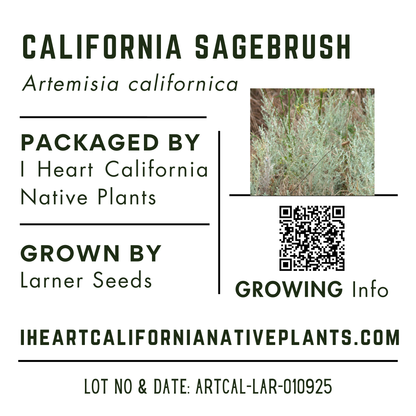 California Sagebrush (Artemisia californica)