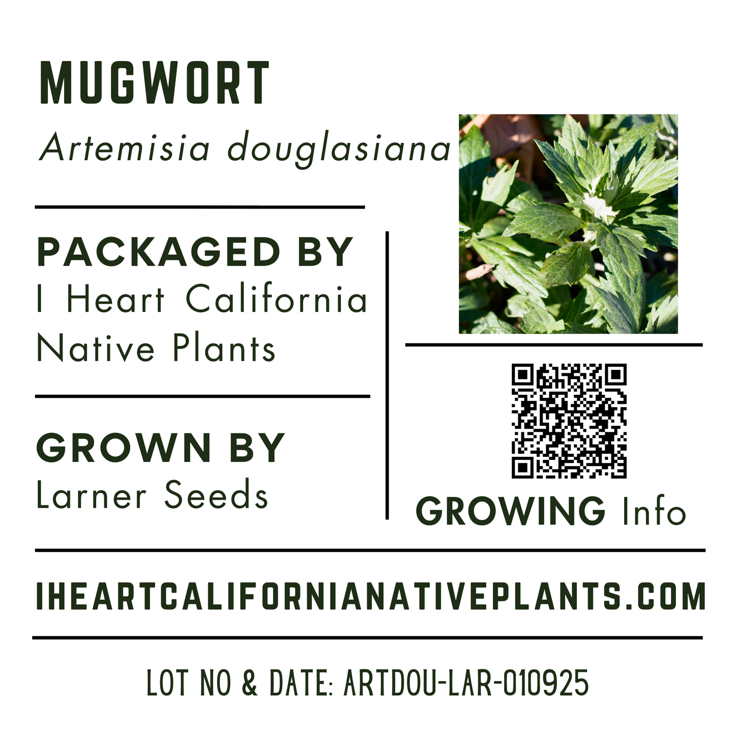 California Mugwort (Artemisia douglasiana)