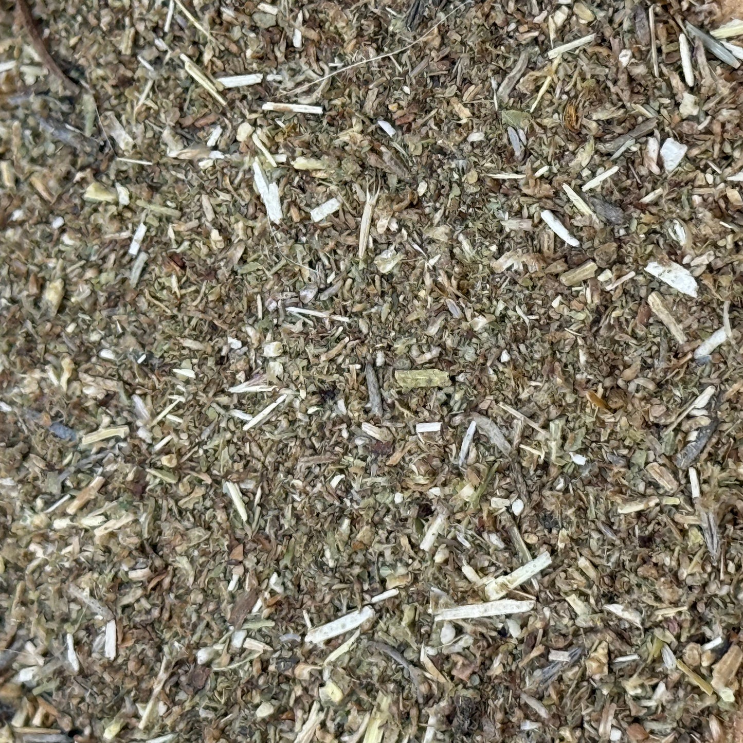 Artemisia douglasiana - California Mugwort