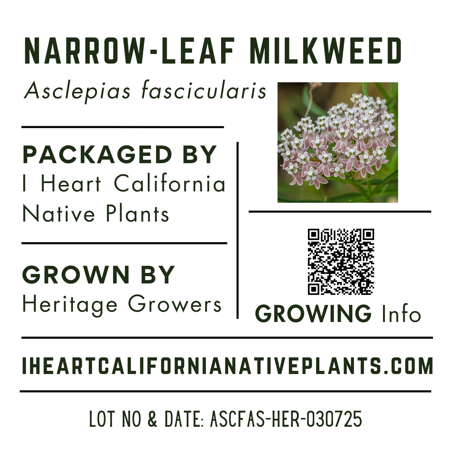 Narrow-leaf milkweed (Asclepias fascicularis)