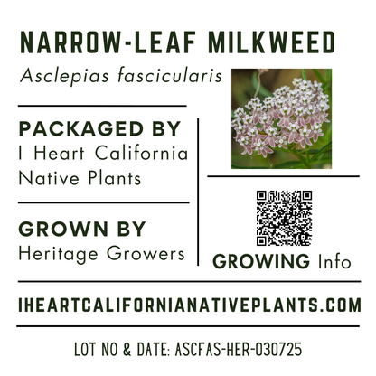 Narrow-leaf milkweed (Asclepias fascicularis)