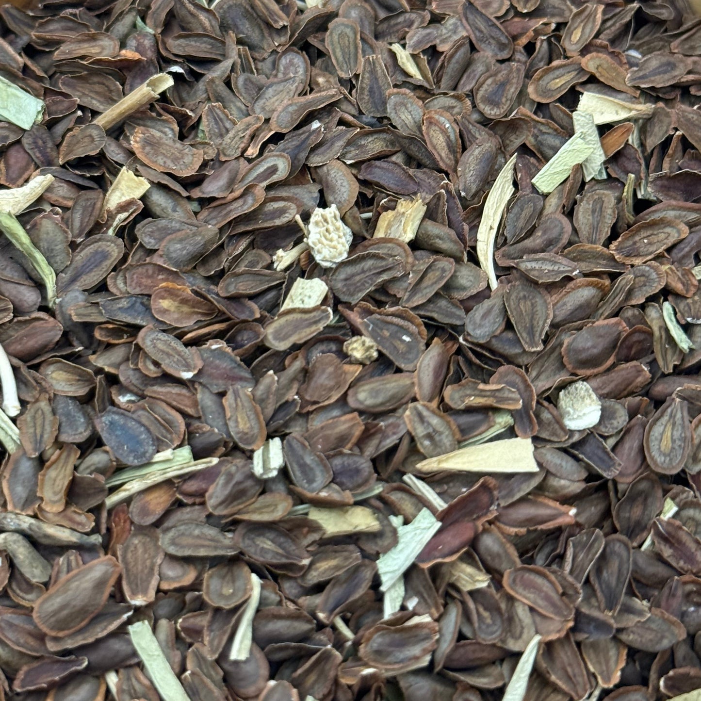 Asclepias fascicularis - Narrow-leaf milkweed