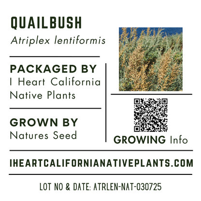 Quailbush (Atriplex lentiformis)