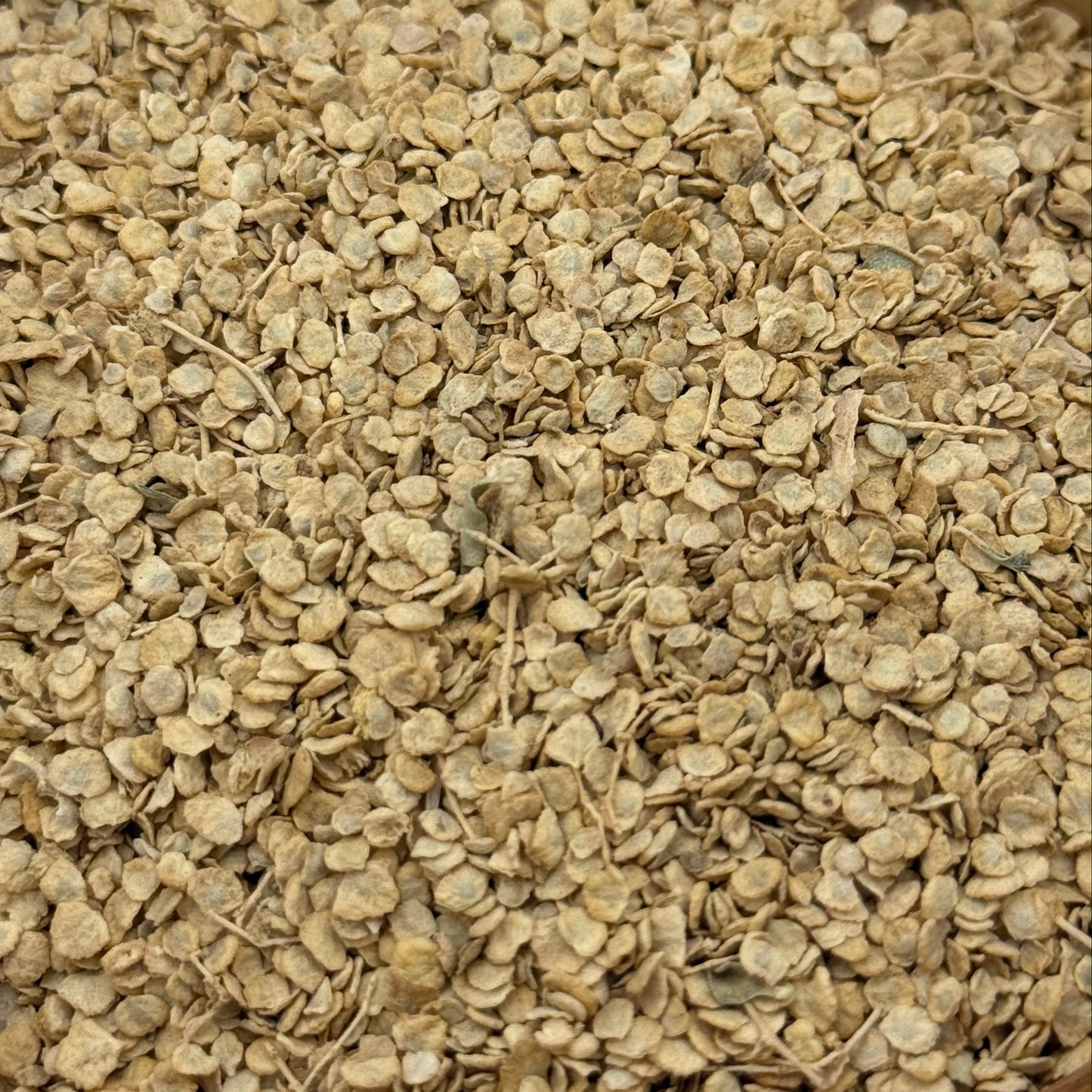 Atriplex lentiformis - Quailbush