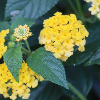 Yellow Sand Verbena (Abronia latifolia)