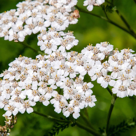 Achillea millefolium - Yarrow