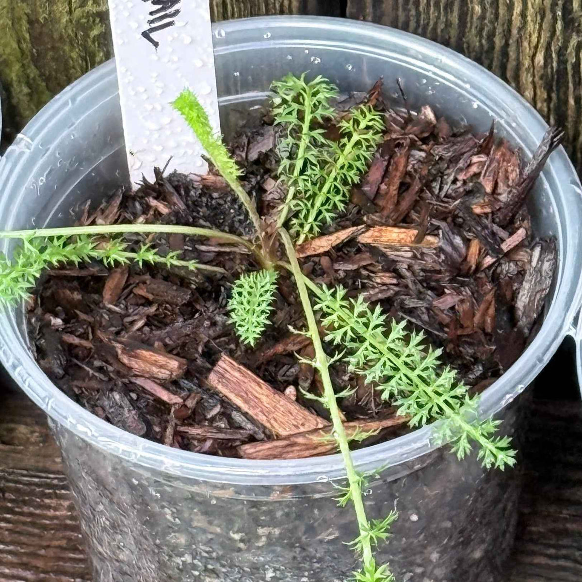Achillea millefolium - Yarrow