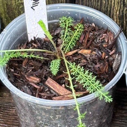Achillea millefolium - Yarrow