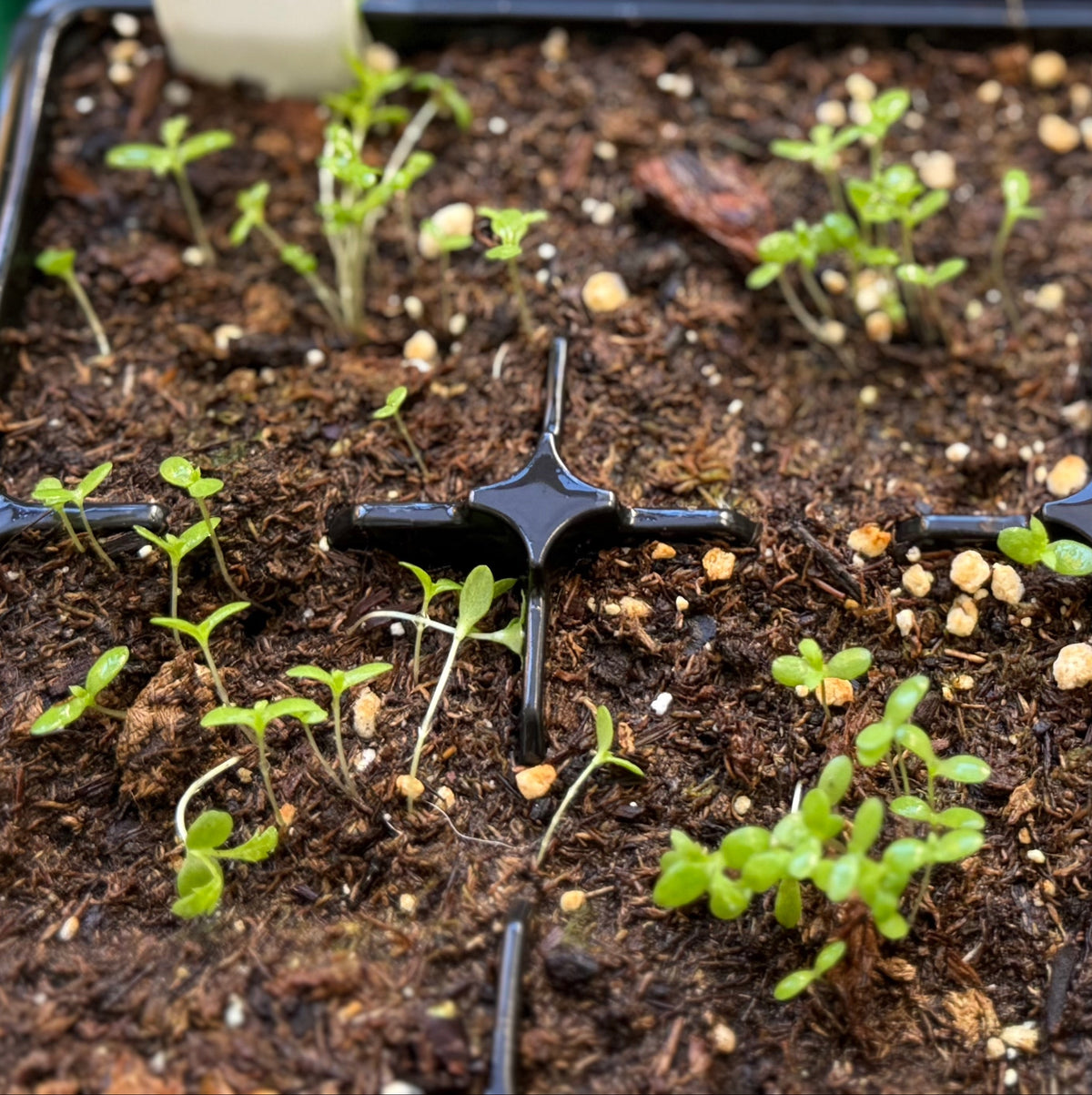 Achillea millefolium seedlings