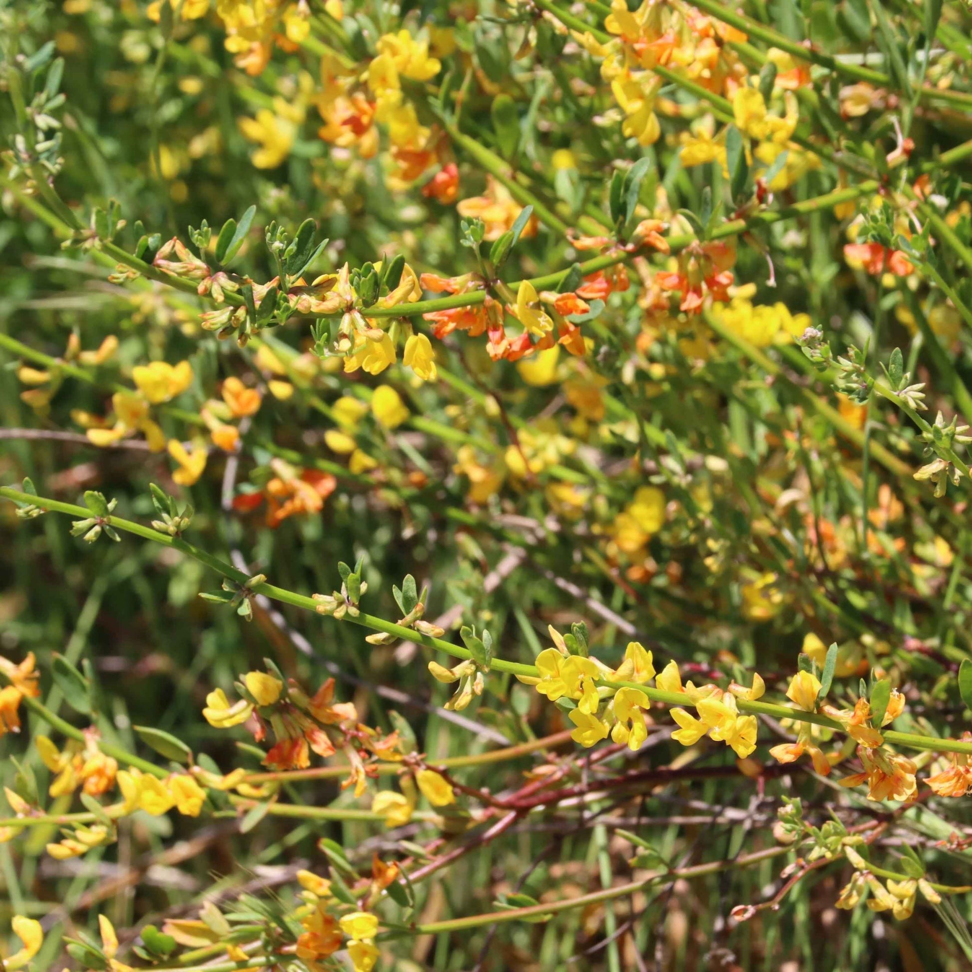 Acmispon glaber - Deerweed
