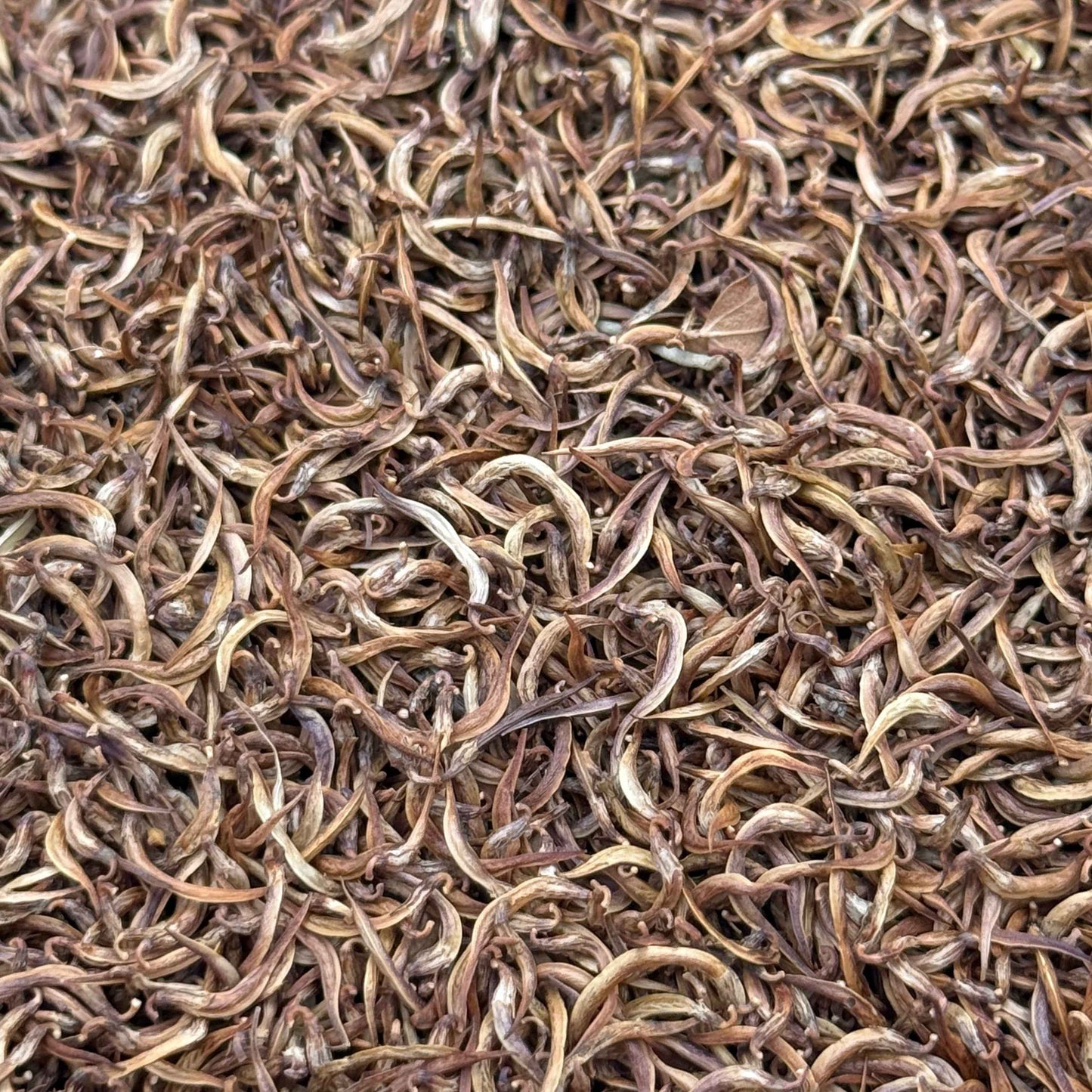 Acmispon glaber - Deerweed seed closeup