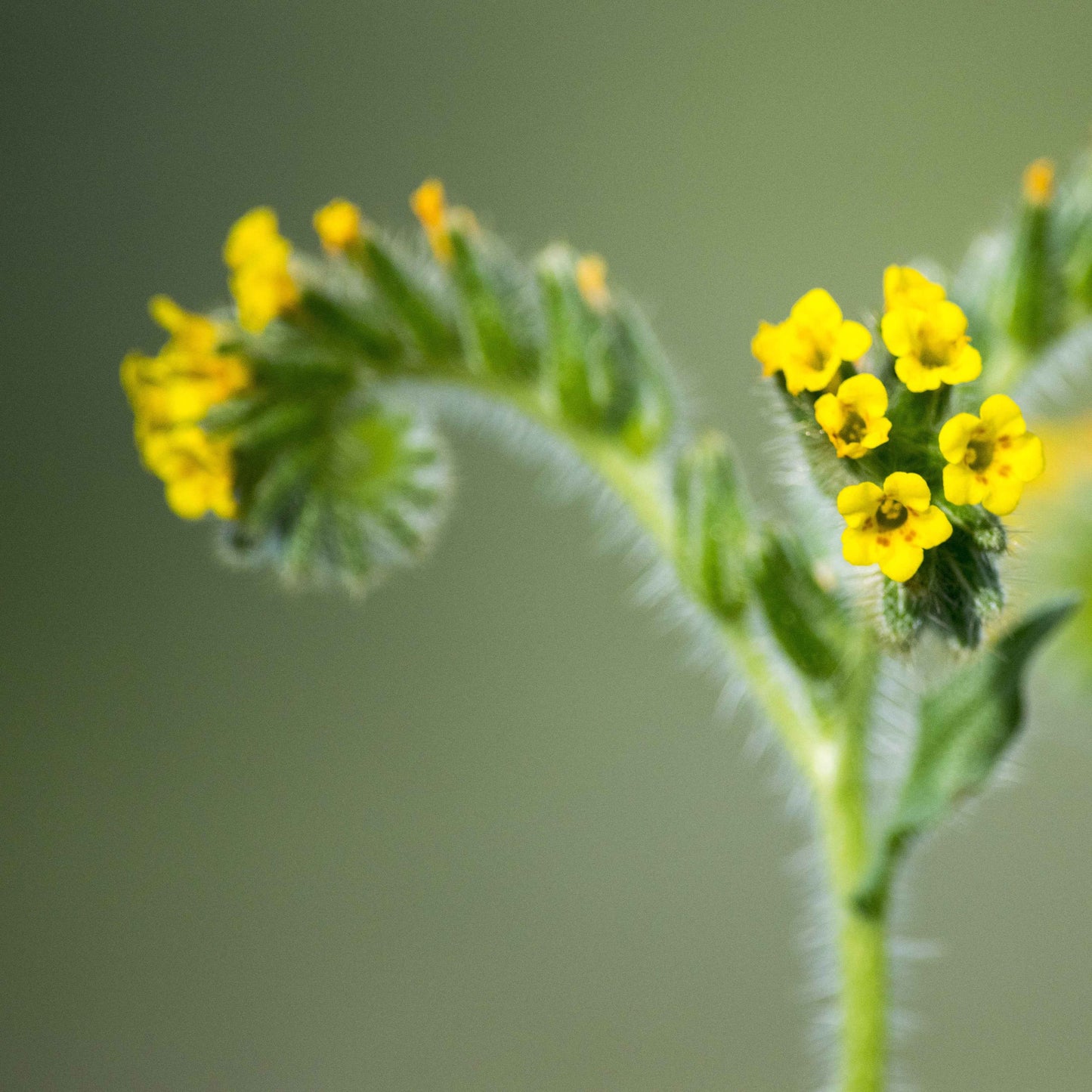 Amsinckia menziesii - Small-flowered Fiddleneck