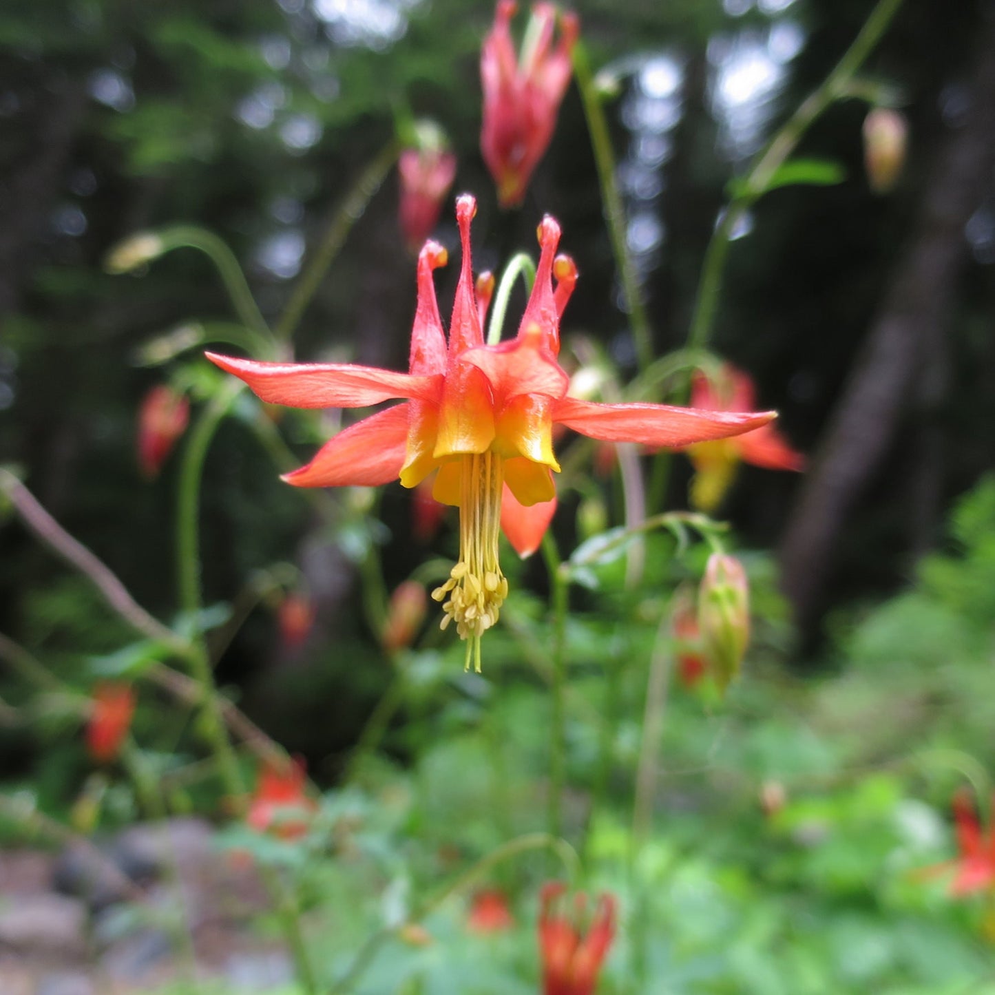 Western Columbine (Aquilegia formosa)