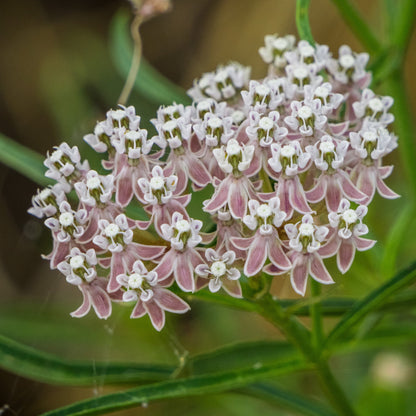 Asclepias fascicularis - Narrow-leaf milkweed